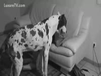 [ Animal Porn DVD ] Doggy Affection